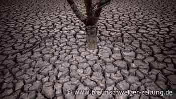 Klimakrise könnte sich auf Supermarkt-Preise auswirken