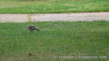 Chesapeake man accused of killing next-door neighbor's pet duck