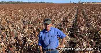 Sorghum season a winner