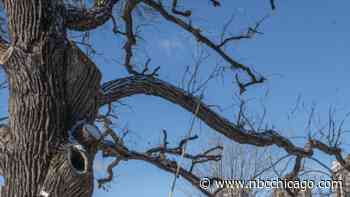 A Tree Older Than Chicago is About to be Cut Down