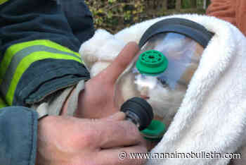 Victoria firefighters save pet cat after house fire with specialized oxygen mask
