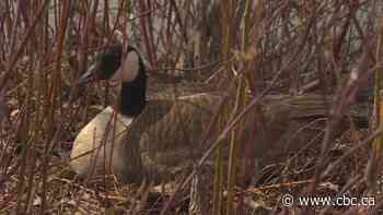 Homeowners have options for getting rid of geese, Fort Whyte says after Forks staff remove nest, eggs