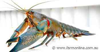 Another state bans the use of once popular yabby nets