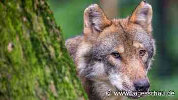 Diskussion über Schutzstatus: Soll der Wolf abgeschossen werden? 