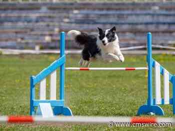 How to Overcome Obstacles When Implementing AI