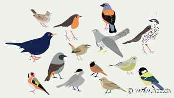 INTERAKTIV - Von Vogelgezwitscher geweckt zu werden, macht vielen Menschen Freude. Doch der Gesang hat sich verändert – leider nicht zum Guten