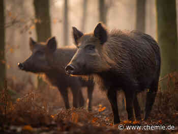 Bioindikator für das Vorkommen von PFAS