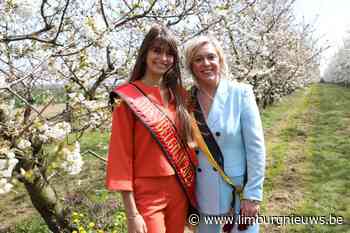 Sint-Truiden: Miss België tussen de bloesems in Limburg