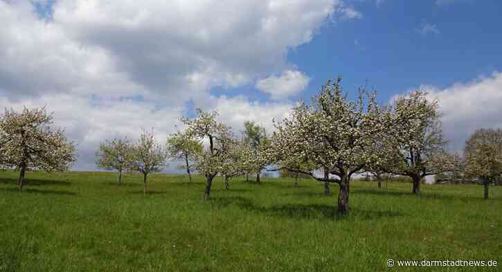 3. Europaweiter Streuobstwiesentag: „Kultur braucht Pflege von Anfang an“