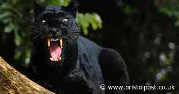 'Big cat' spotted as sheep found 'skinned'