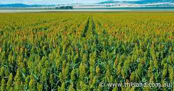 Outstanding cropping, grazing country makes $6300/acre