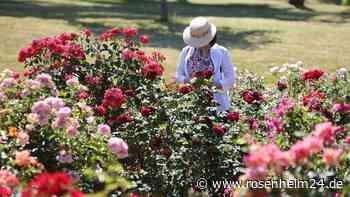120 Jahre Rosarium Sangerhausen: Saison startet am 1. Mai