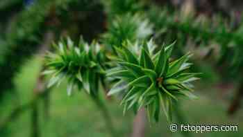 A Review of the Light and Portable Sigma 17mm f/4 DG DN Contemporary Lens