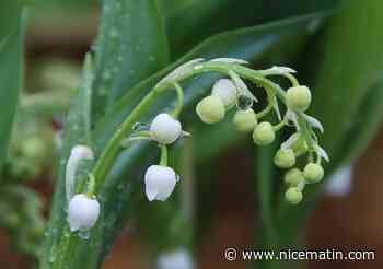J'ai du muguet dans mon jardin, ai-je le droit de le vendre pour le 1er-Mai?