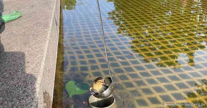 Feuerwehr rettet Küken mit Suppenkelle