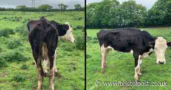 West Country farmer discovered with gaunt cows and sheep suffering severe infections