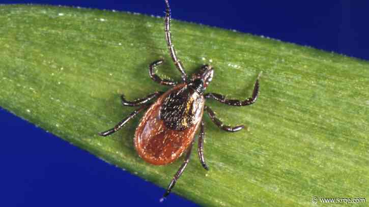 What to know about tick, Lyme disease season after a mild winter