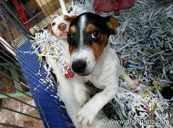 Trois jeunes s'en prennent à un petit chien et le battent à mort à Montpellier