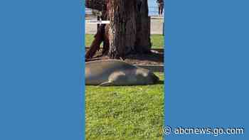 WATCH:  Seal enjoys a nap while basking in the sun
