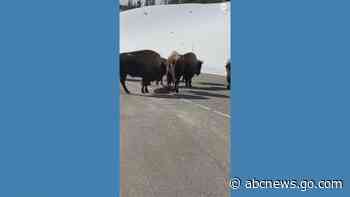 WATCH:  Bison calf and herd hold up Yellowstone traffic