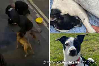 Dog mauled to death by two ‘Pitbull-like’ dogs in Camberwell