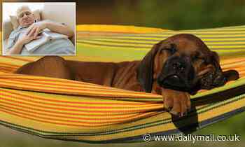 The key sign that your dog might have DEMENTIA, according to experts