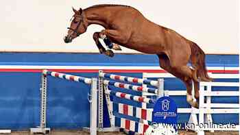 Hengstekieken am 1. Mai: Präsentation der jungen Verbandshengste