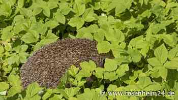 Beim Frühjahrsputz im Garten auf Igel aufpassen