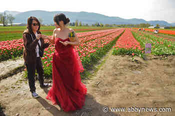 PHOTOS/VIDEO: Spring sun shines down on Chilliwack Tulip Festival