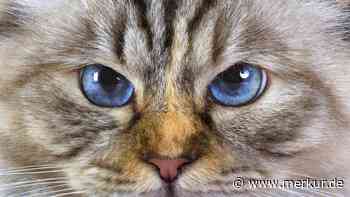 Blaue Augen: Zehn Katzenrassen, die mit ihrem Wimpernaufschlag bestechen