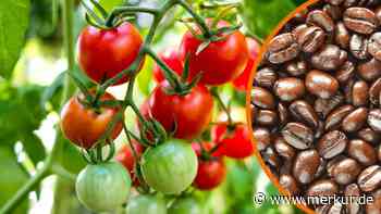 Tomaten einfach selbst ziehen: Dieses Hausmittel funktioniert als Turbo-Dünger