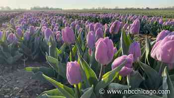 Illinois Tulip Festival Will Only Be Open for a Limited Time. What to Know if You're Planning to Go