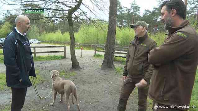 Boswachter kan u dit weekend beboeten voor het wandelen met een loslopende hond