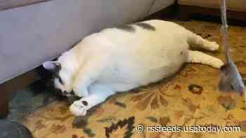 '40 pounds of love': Virginia cat finds his furever home