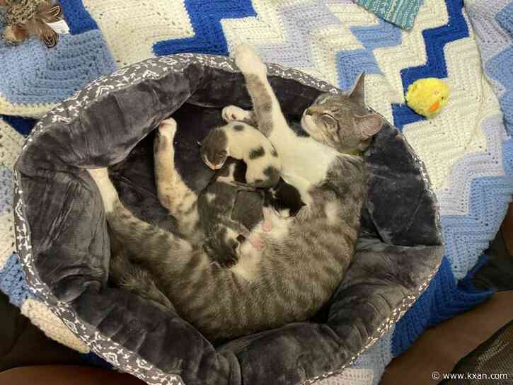 Animal advocates recommend spaying and neutering as kitten season continues