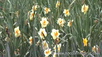 Meriden Daffodil Festival Happening Rain or Shine