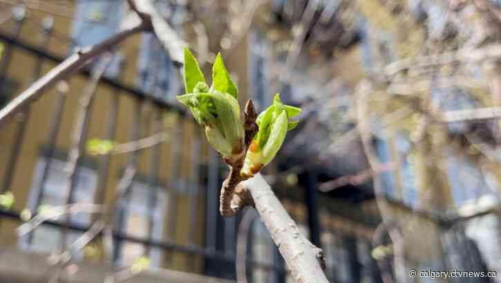 Double-whammy for allergy sufferers with snow mould and very-high pollen forecast