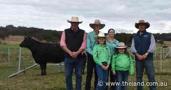 Fig Tree Park Angus host first female sale