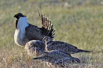 Bi-State Sage Grouse Considered for Threatened Status, Again