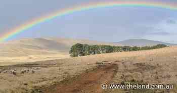 Maiden ewes expected to be in top condition for Berridale competition