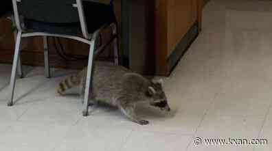 'It was scared, it was running around': Raccoons are running through McCallum High School