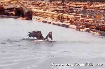 VIDEO: Swimming eagle lugs massive fish on to B.C. log boom
