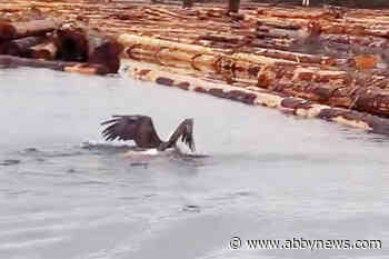 VIDEO: Swimming eagle lugs massive fish on to B.C. log boom