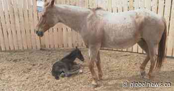 Adopted foal brings a little bit of Magic to grieving mare