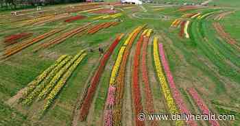 Richardson farm's fest features more than 1 million flowers, 60 varieties