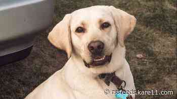 Deputies pursue leads in case of beloved dog fatally shot in central MN