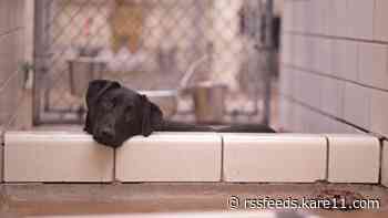 Dogs asked to stay home for AHS 'Walk for Animals'