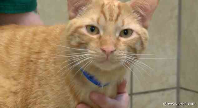 Animal Humane New Mexico helps feral cats find their place in the world