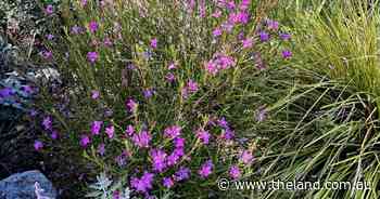 Matching the exotic with the endemic | In Fiona's Garden