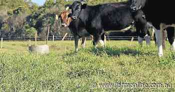 Research finds kikuyu best under intensive management